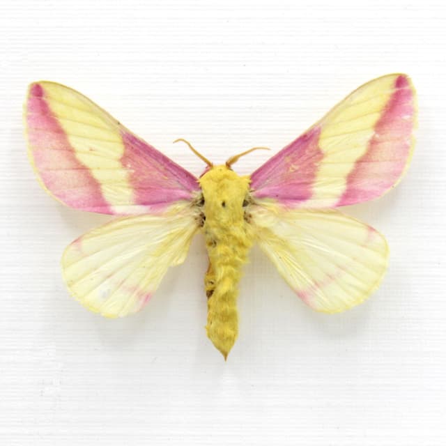 Real pink Rosy Maple moth framed taxidermy - Dryocampa rubicunda