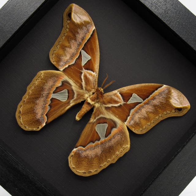 Rare XL Rothschildia Saturn moth framed taxidermy - Rothschildia aurota