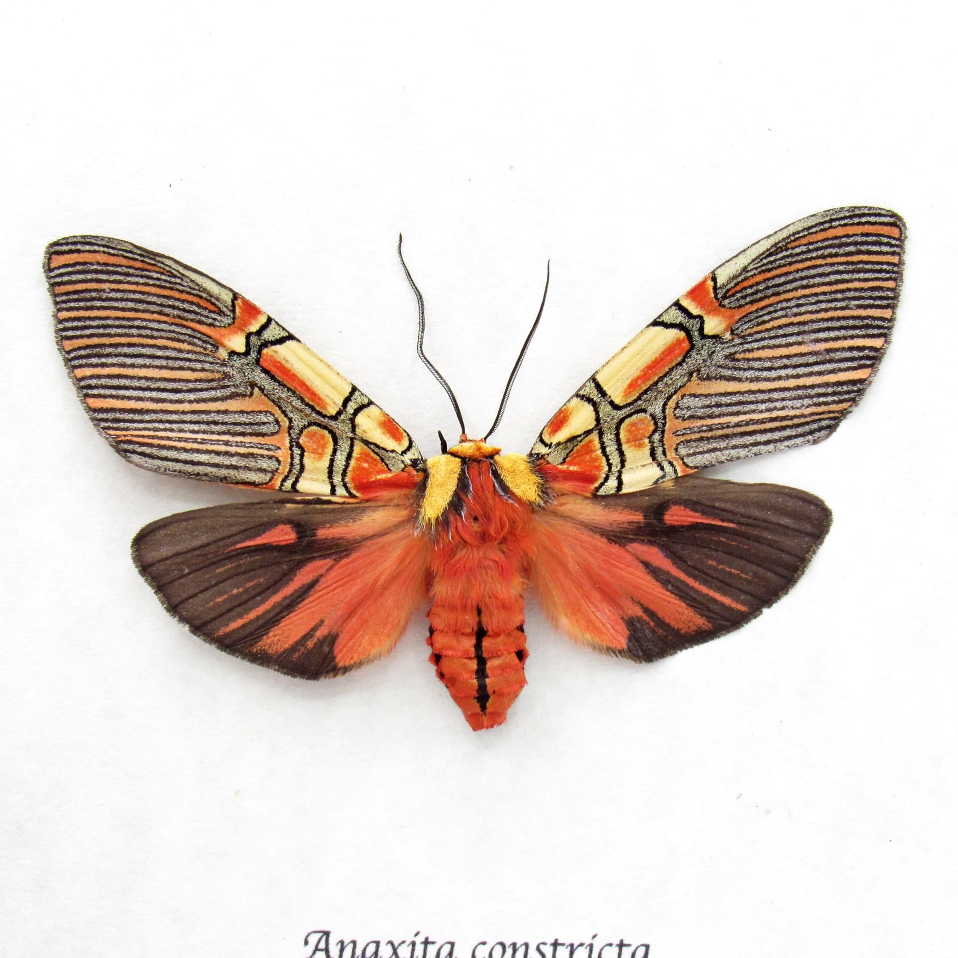 Rare red Erebid moth framed taxidermy - Anaxita constricta