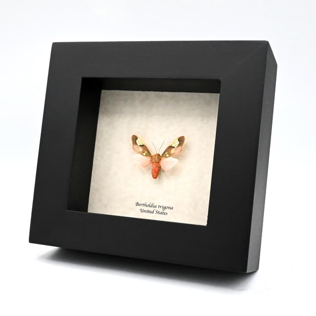 Rare tiny red Noctuid moth framed taxidermy - Bertholdia trigona