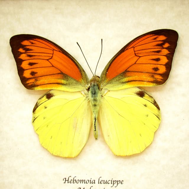 Real neon orange butterfly framed taxidermy - Hebomoia leucippe