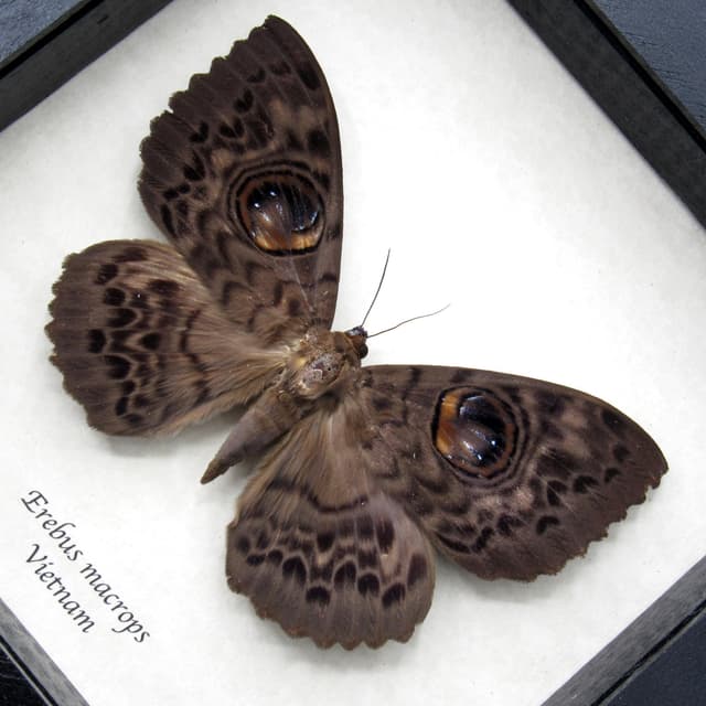 Real Giant Owl moth framed taxidermy - Erebus macrops - female