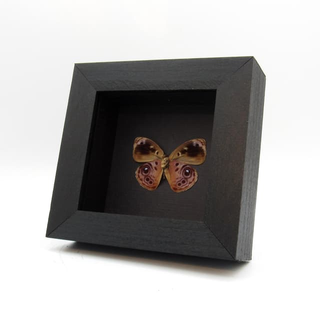 Real lavender butterfly framed taxidermy - Eunica amelia