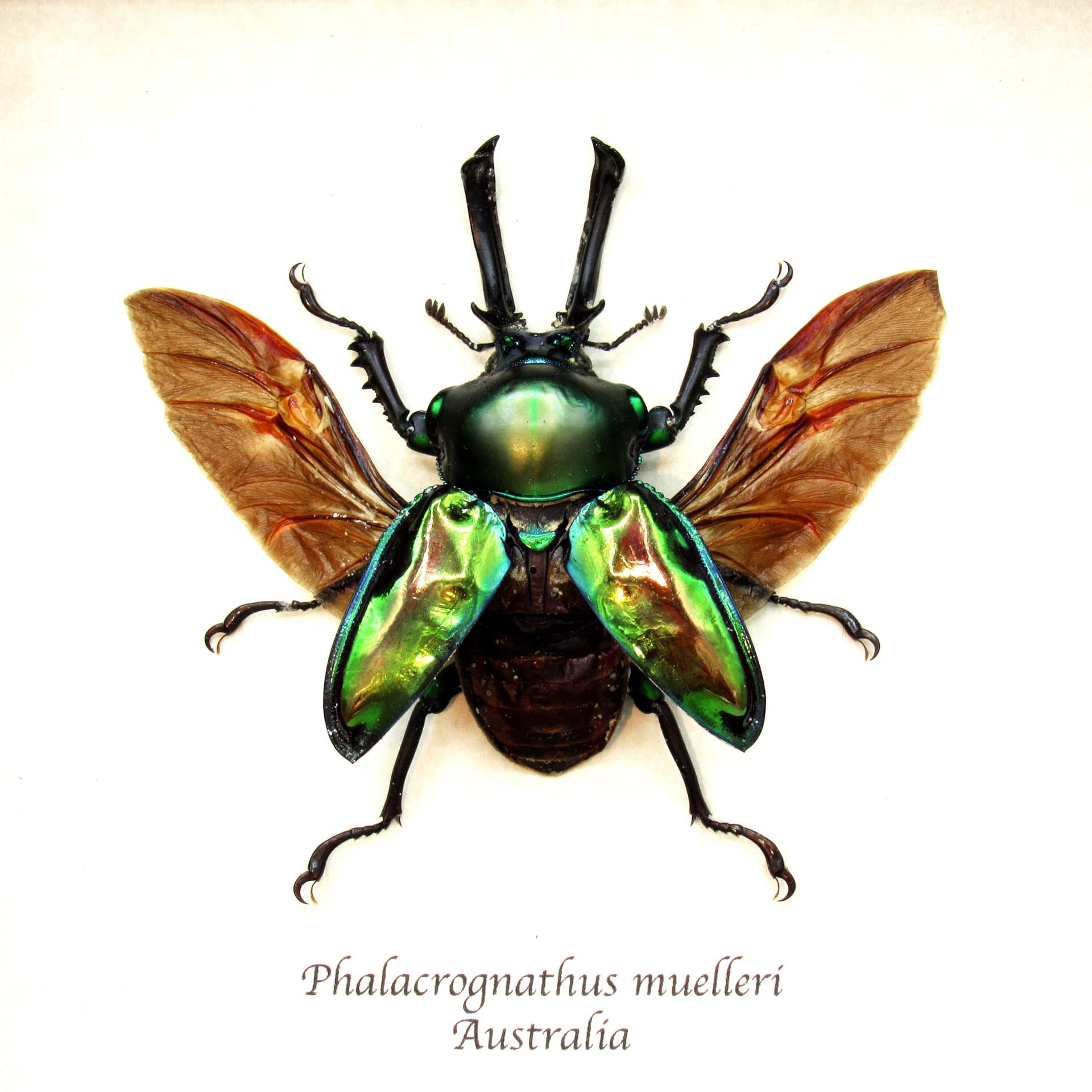 Rare large Rainbow Stag beetle framed taxidermy - Phalacrognathus muelleri