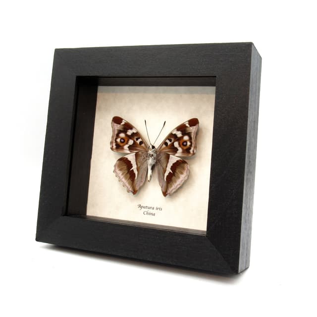 Real Purple Emperor butterfly framed taxidermy - Apatura iris