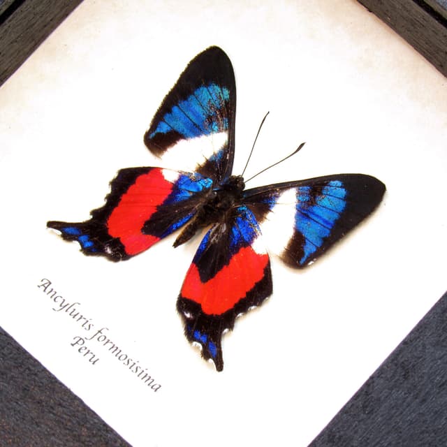 Rare metallic Metalmark butterfly framed taxidermy - Ancyluris formosissima