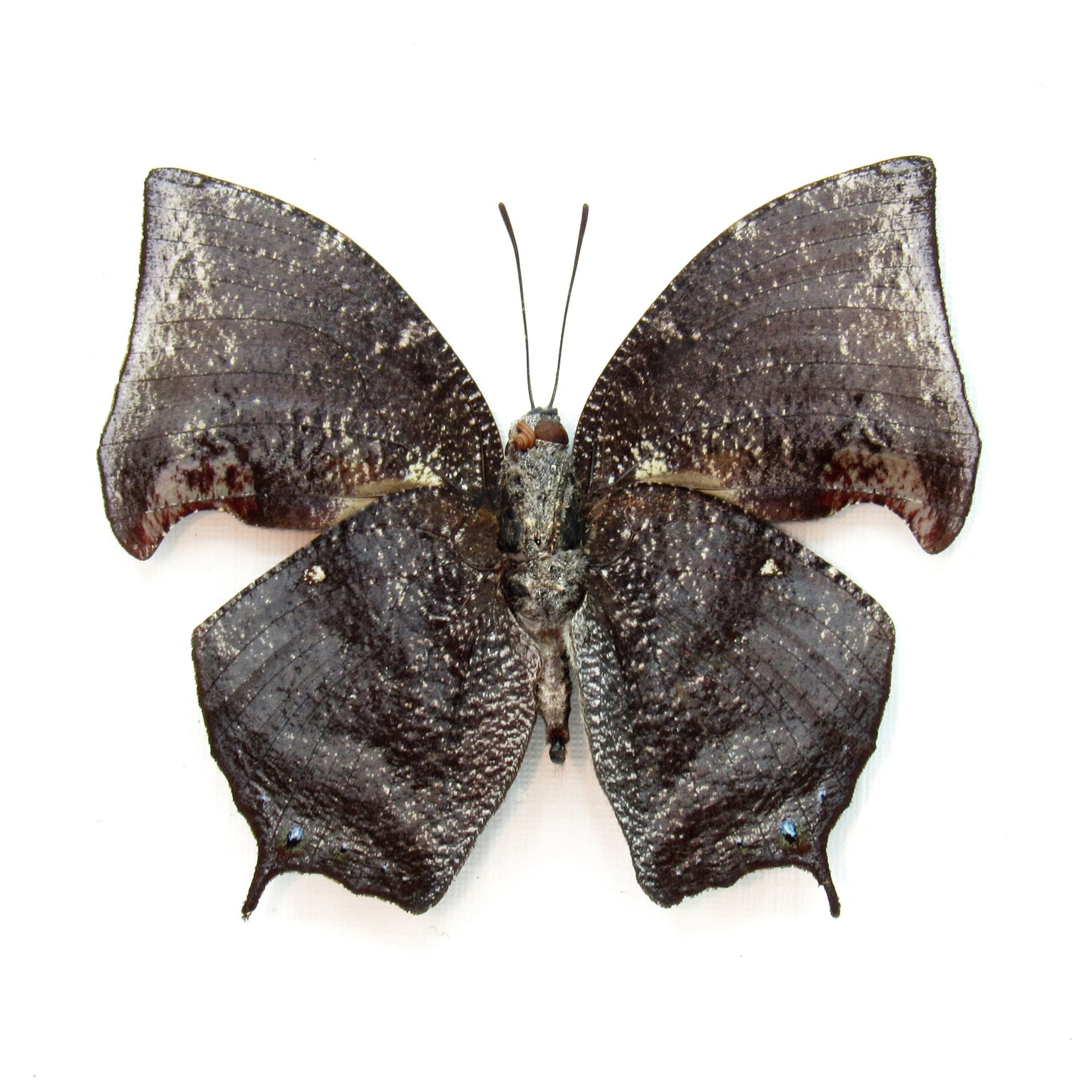 Real bark mimicking butterfly framed taxidermy - Memphis acidalia