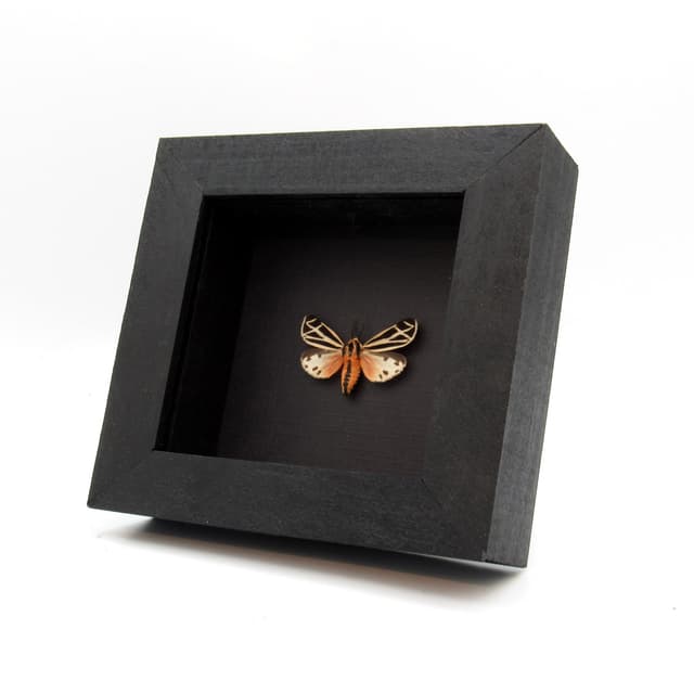 Real Phyllira Tiger moth framed taxidermy - Grammia phyllira