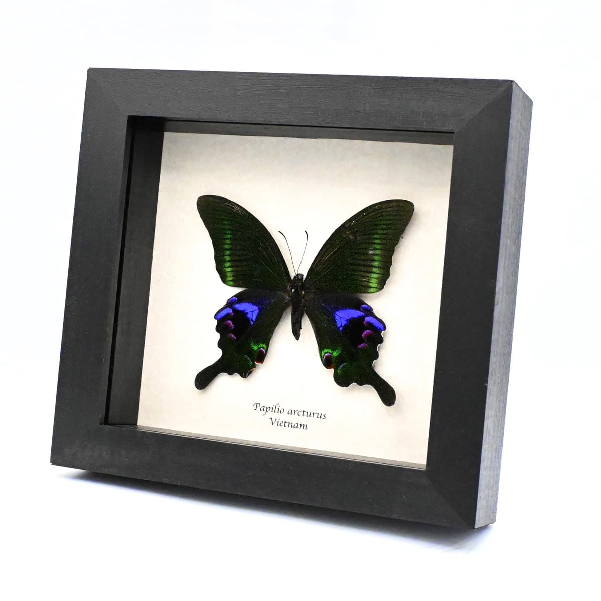 Large purple Peacock butterfly framed taxidermy - Papilio arcturus