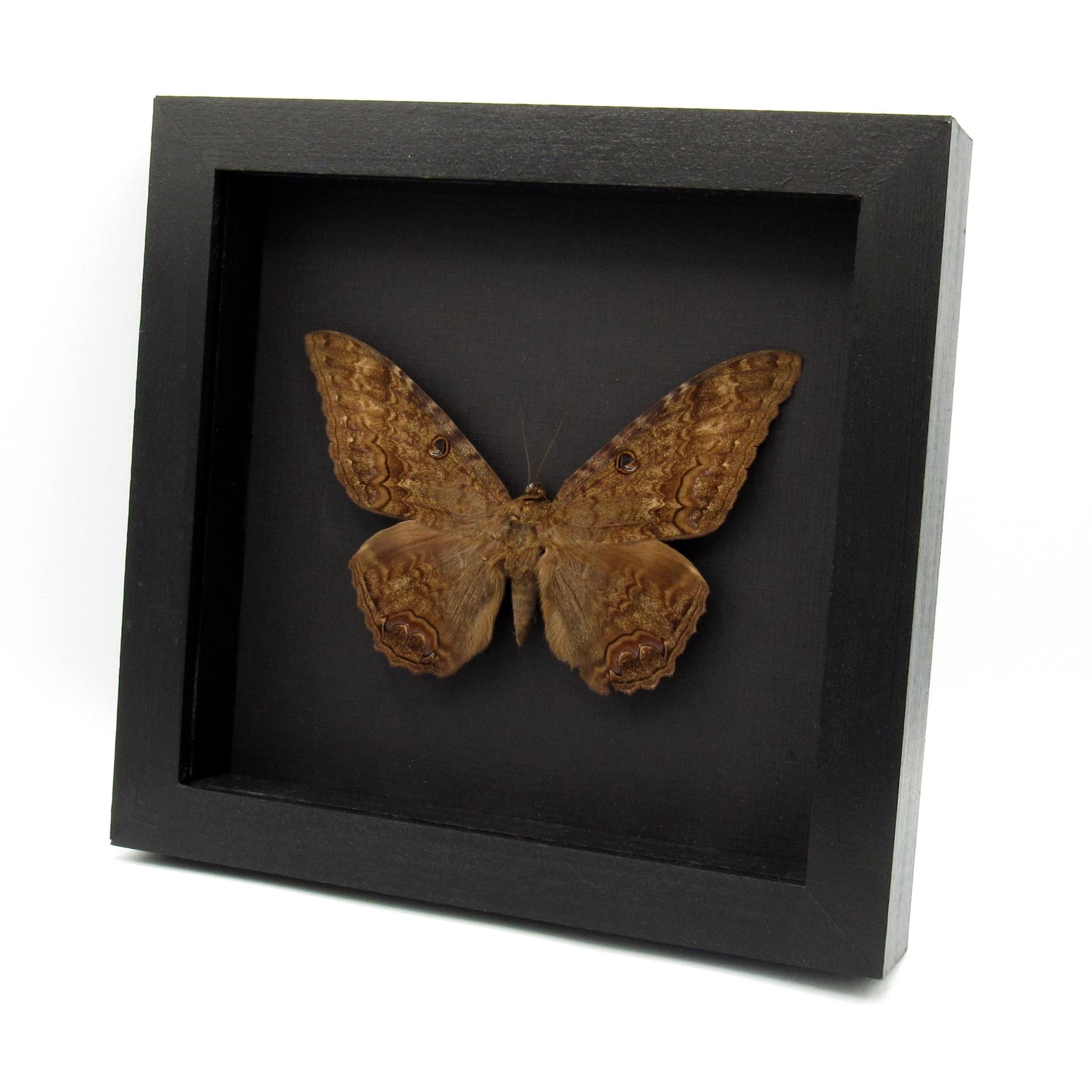 Real Black Witch moth framed taxidermy - Ascalapha odorata
