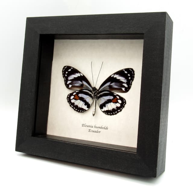 Real butterfly framed taxidermy - Elzunia humboldt