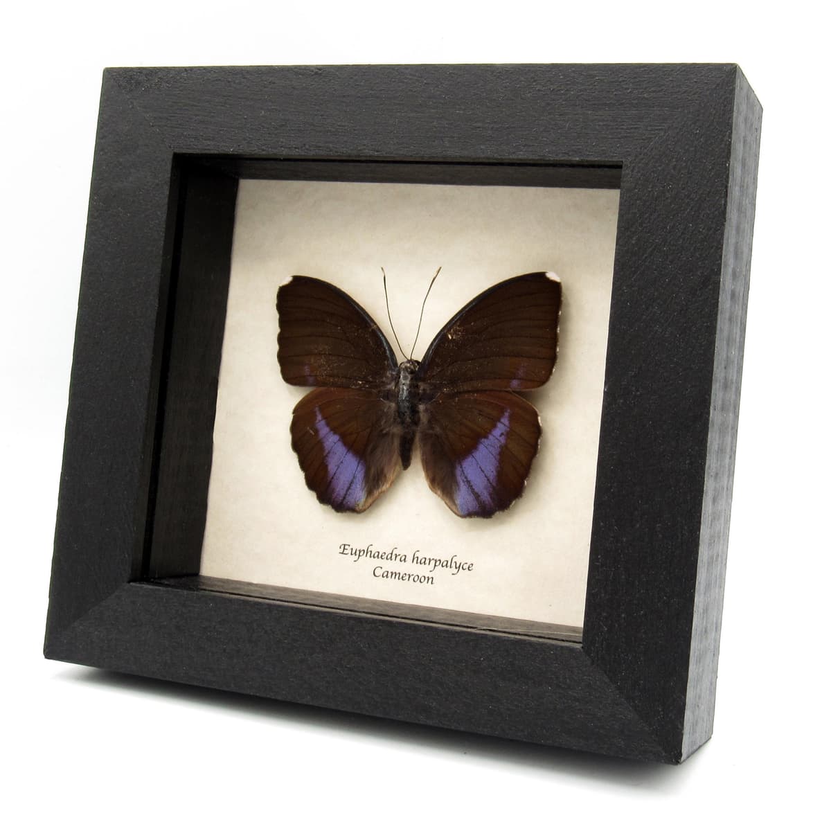 Real iridescent purple Forester butterfly framed taxidermy - Euphaedra harpalyce