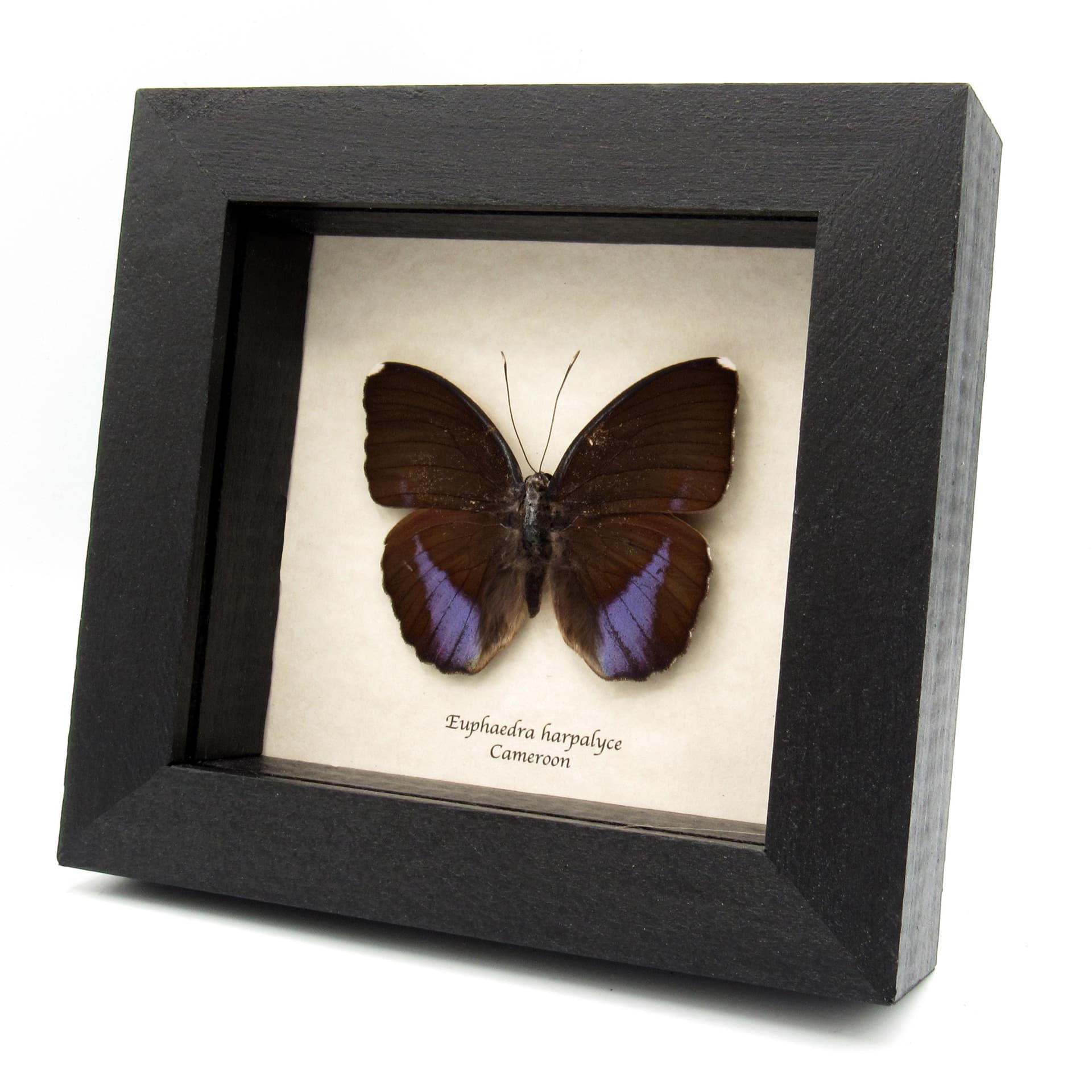 Real iridescent purple Forester butterfly framed taxidermy - Euphaedra harpalyce