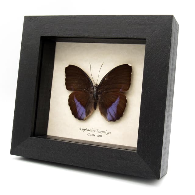 Real iridescent purple Forester butterfly framed taxidermy - Euphaedra harpalyce