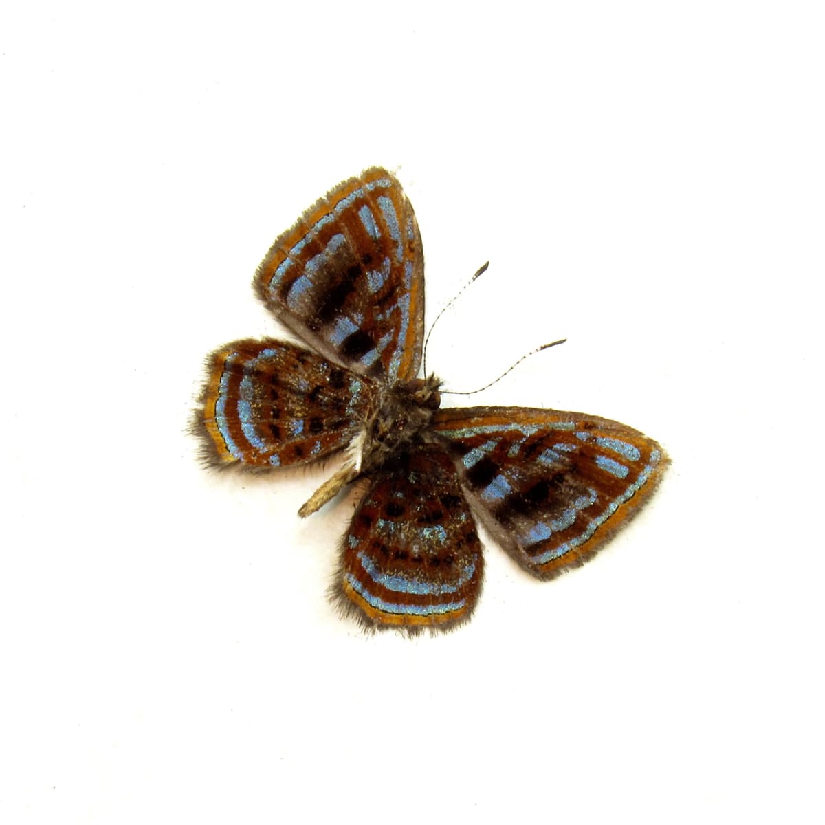 Very tiny rare Metalmark butterfly framed taxidermy - Sarota species