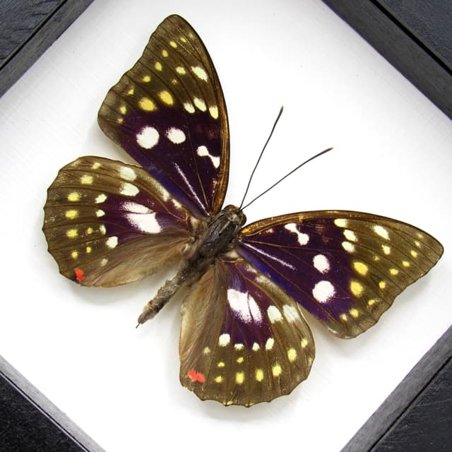 Real Purple Emperor butterfly framed taxidermy - Sasakia charonda