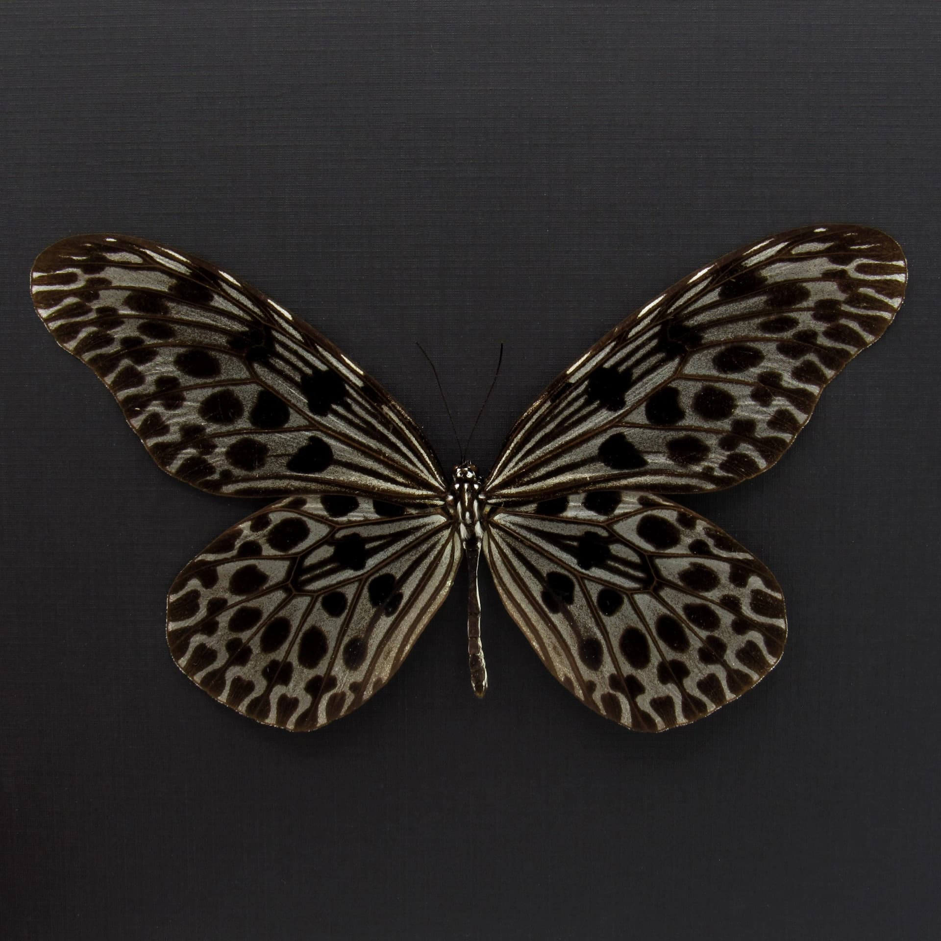 Real XL Silver Tree Nymph butterfly framed taxidermy - Idea lynceus - female