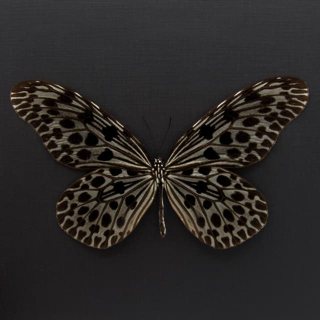 Real XL Silver Tree Nymph butterfly framed taxidermy - Idea lynceus - female