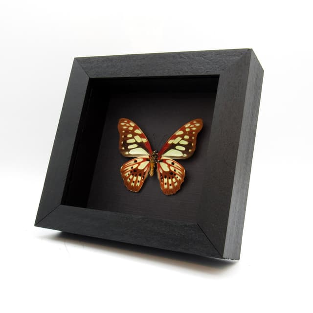 Real red butterfly framed taxidermy - Graphium cyrnus