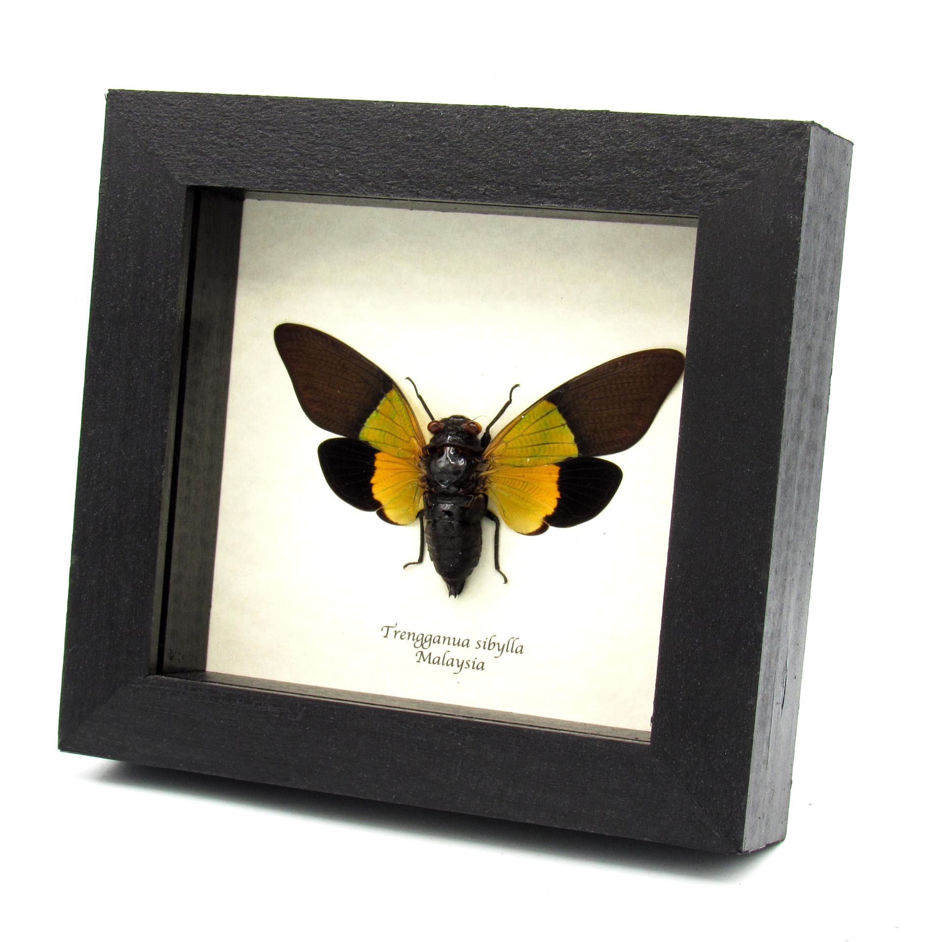 Real large yellow Cicada framed taxidermy - Trengganua sibylla
