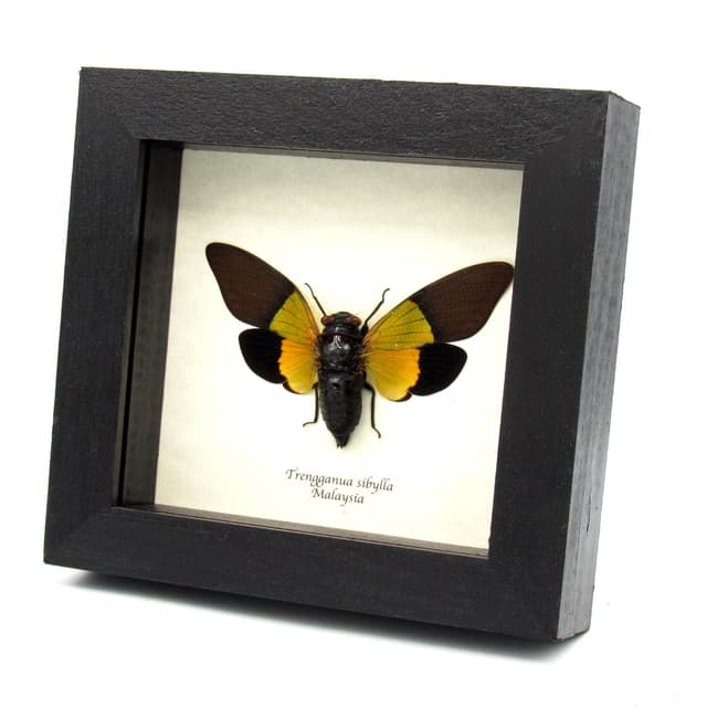 Real large yellow Cicada framed taxidermy - Trengganua sibylla