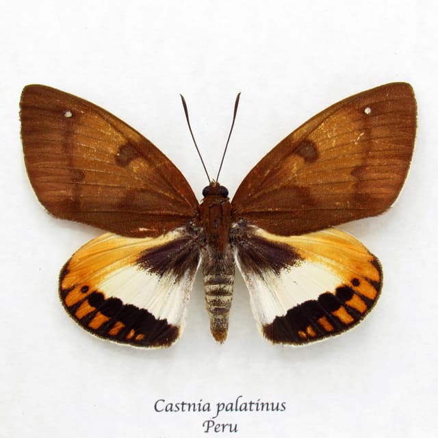 Rare orange Castnia moth framed taxidermy - Castnia palatinus - large female