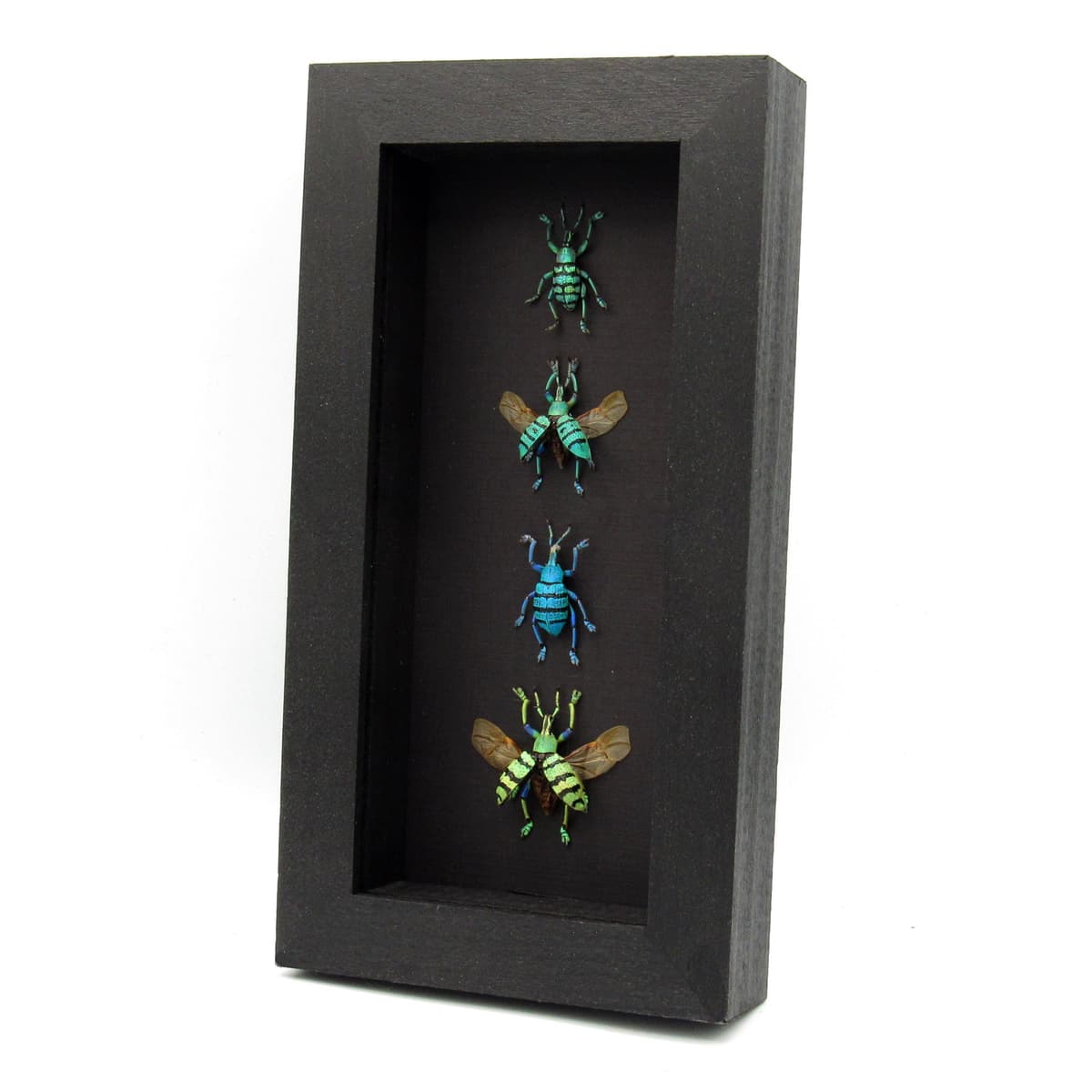 WEEVIL MANIA - real framed metallic glitter weevil beetle collection - wings opened and closed