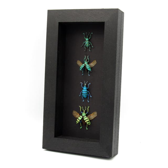 WEEVIL MANIA - real framed metallic glitter weevil beetle collection - wings opened and closed