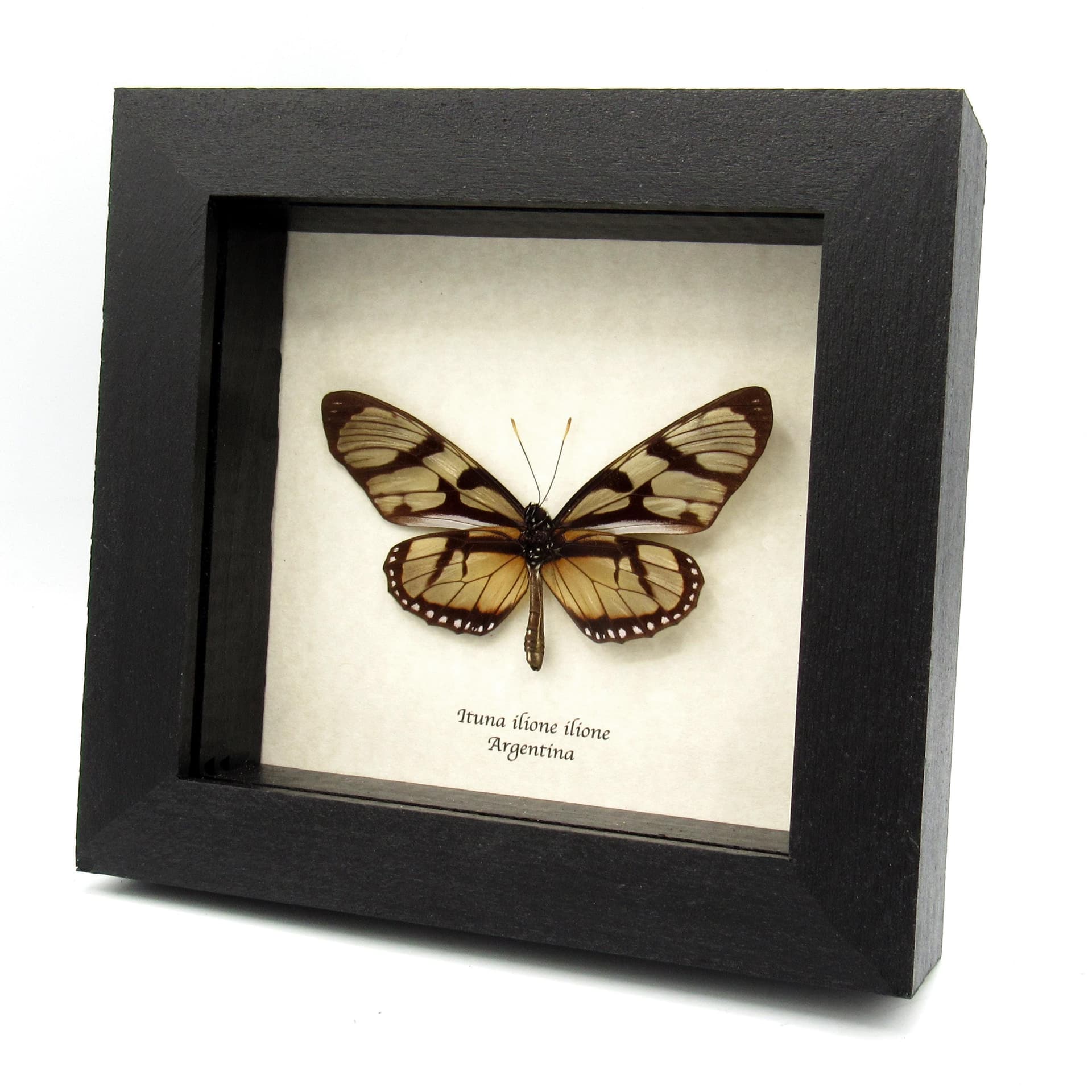 Real Clearwing-mimic Queen butterfly framed specimen - Ituna ilione ilione