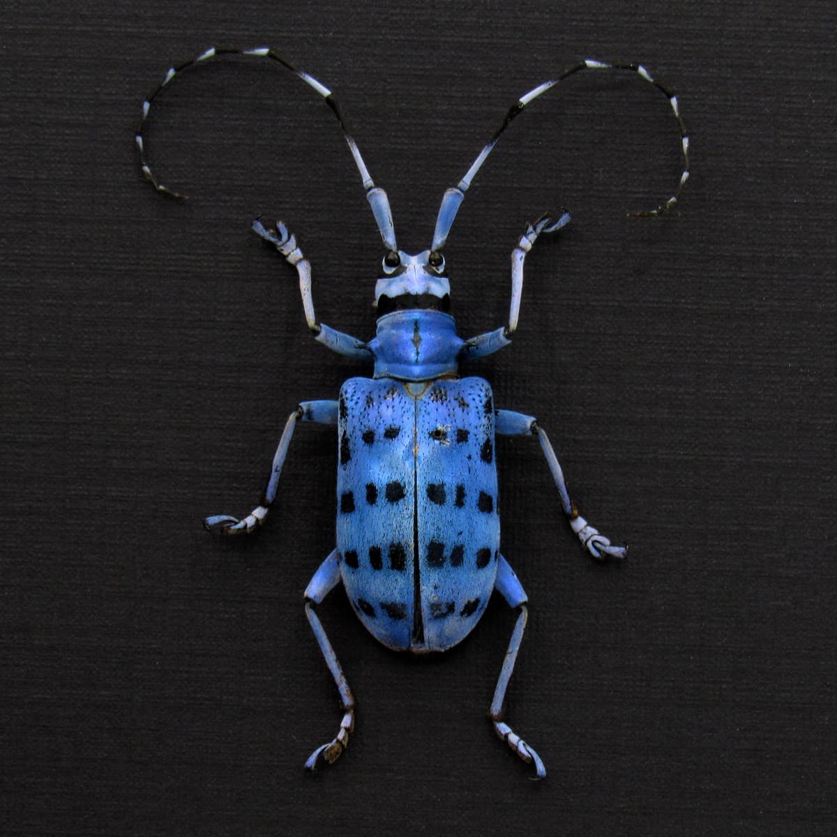 Rare longhorn beetle framed taxidermy - Pseudomyagrus waterhousei