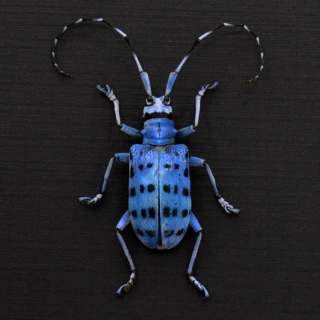 Rare longhorn beetle framed taxidermy - Pseudomyagrus waterhousei