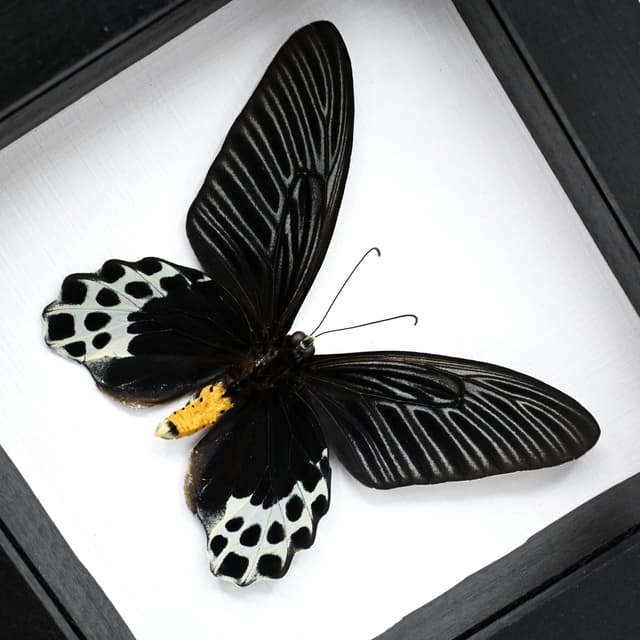 Rare Giant Swallowtail butterfly framed taxidermy - Atrophaneura sycorax egertoni