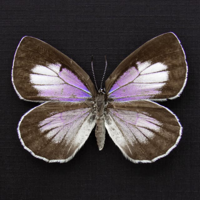 Rare purple butterfly framed specimen - Artopoetes pryeri - female