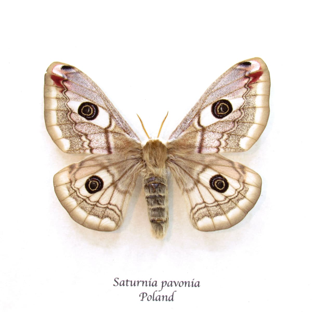 Real Saturn moth framed taxidermy - Saturnia pavonia - female