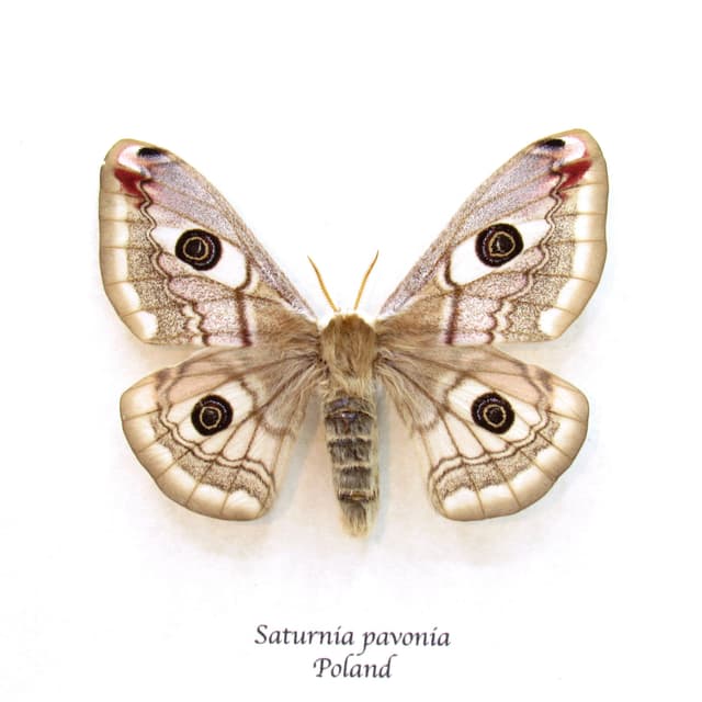 Real Saturn moth framed taxidermy - Saturnia pavonia - female