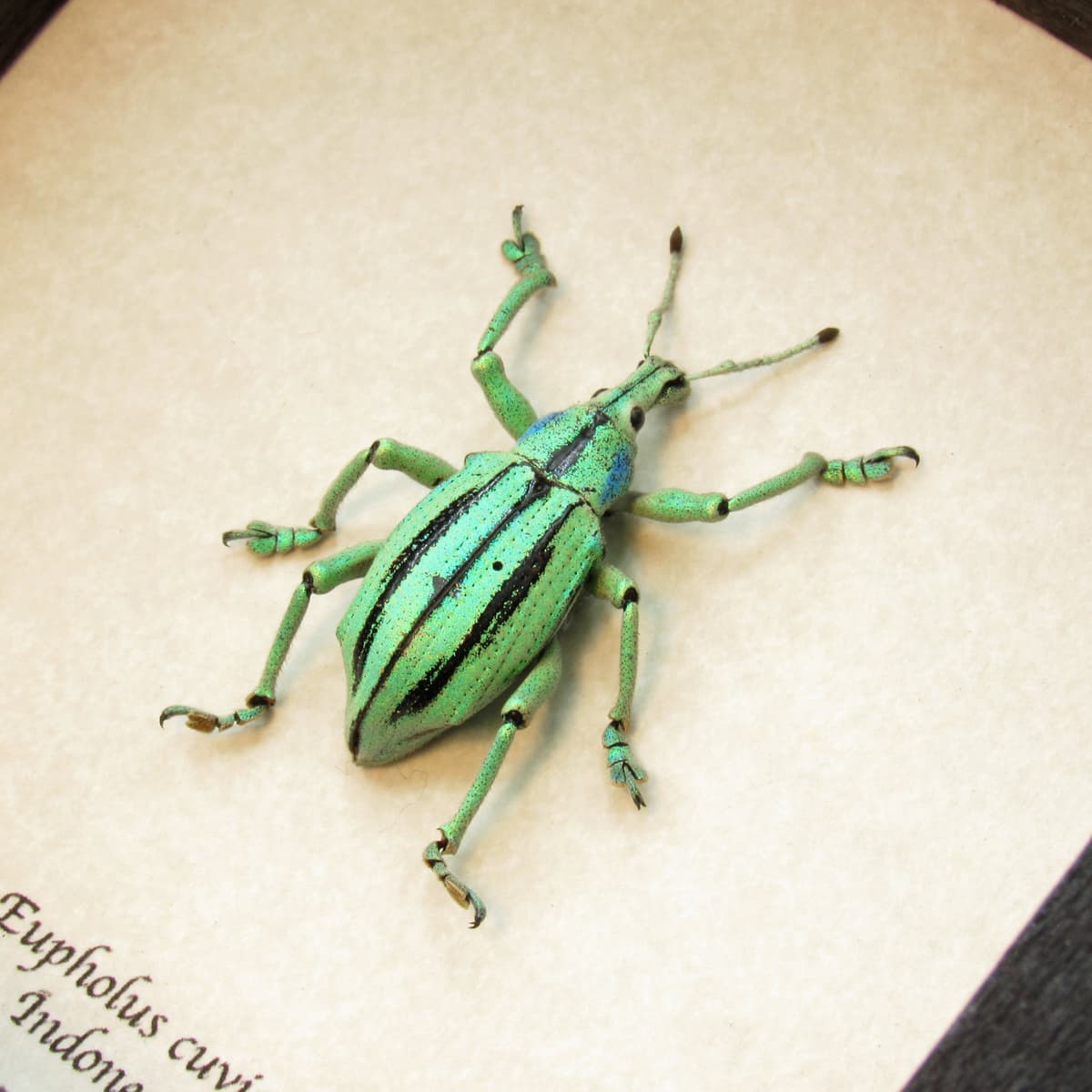 Real glitter beetle framed taxidermy - Eupholus cuvieri