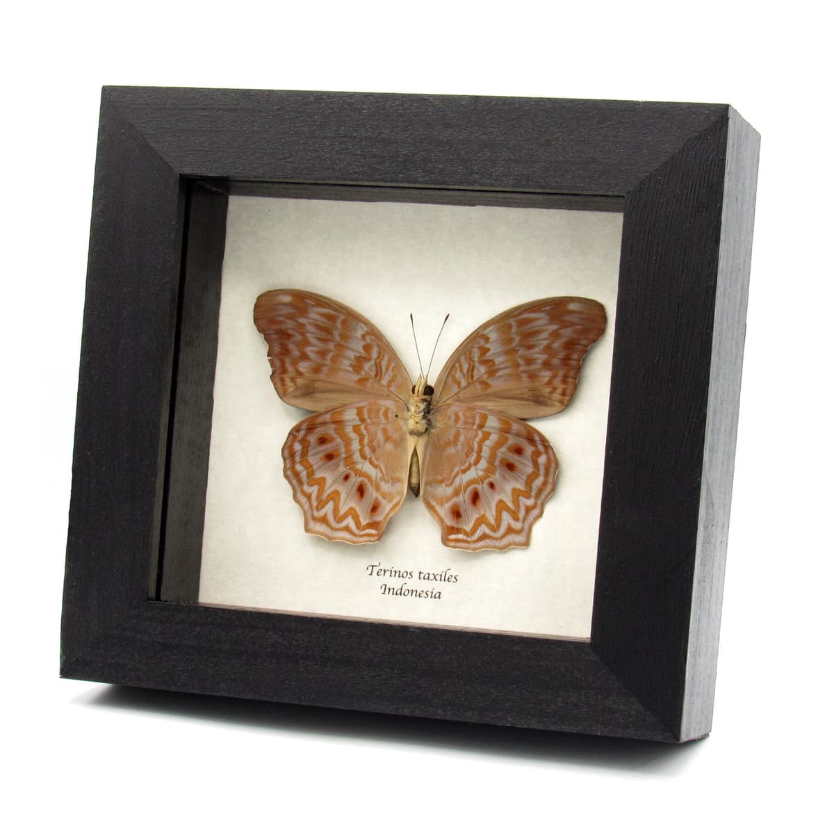 Rare lavender butterfly framed specimen - Terinos taxiles