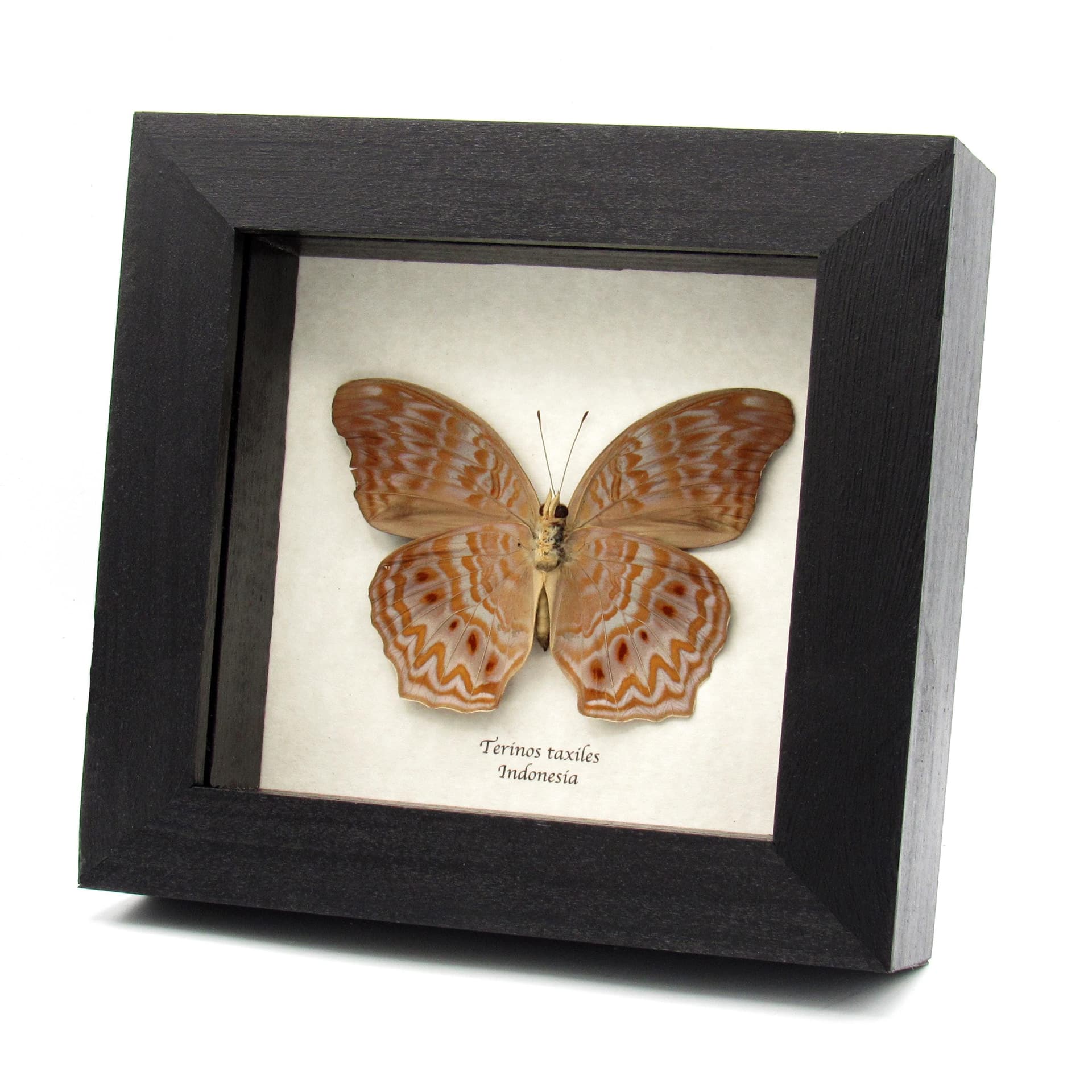 Rare lavender butterfly framed specimen - Terinos taxiles