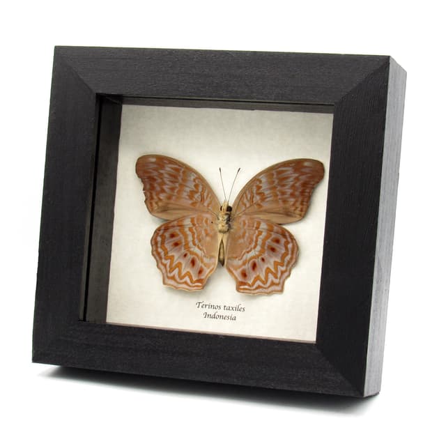 Rare lavender butterfly framed specimen - Terinos taxiles