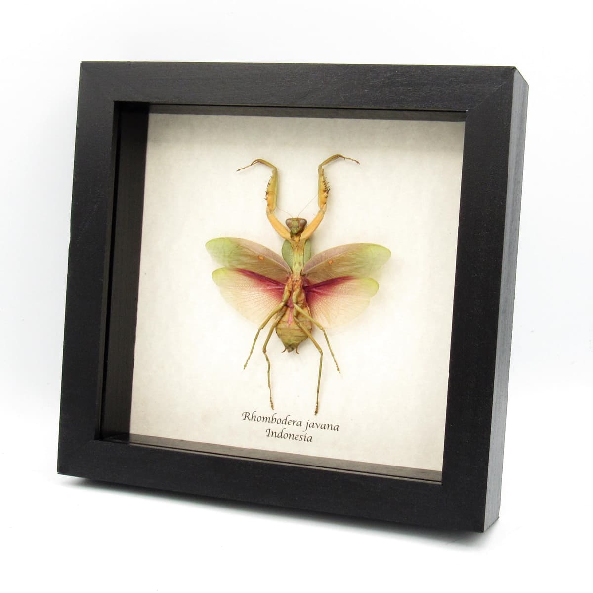 Real Giant Hooded Leaf Mantis framed taxidermy - Rhombodera javana - female