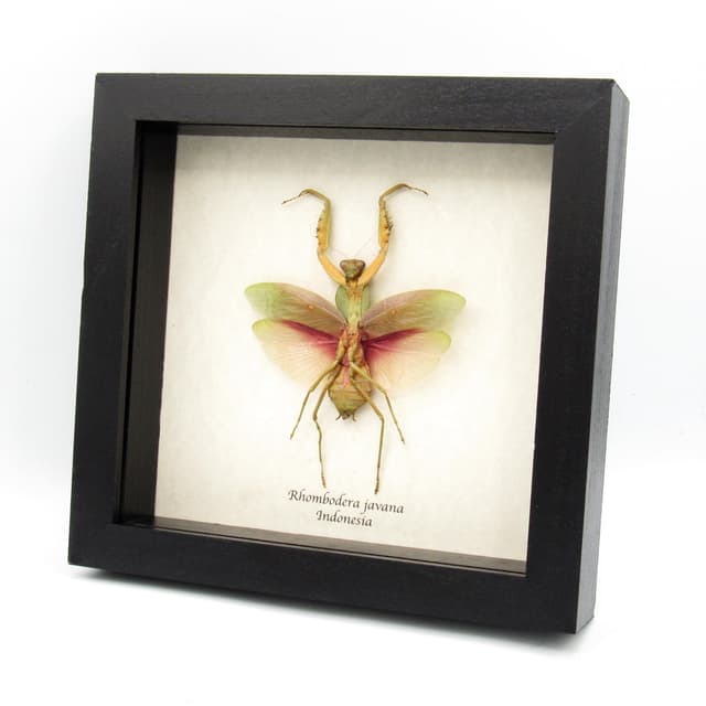 Real Giant Hooded Leaf Mantis framed taxidermy - Rhombodera javana - female