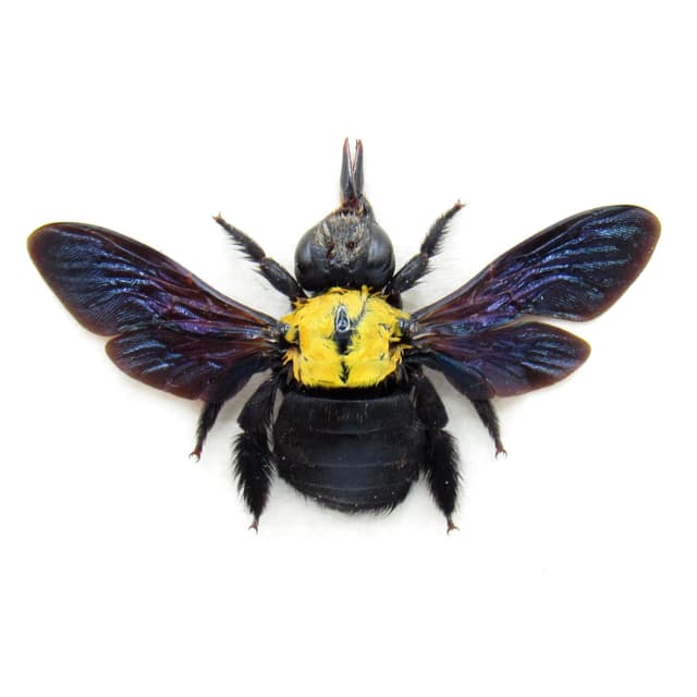 Real Carpenter Bee framed taxidermy - Xylocopa confusa