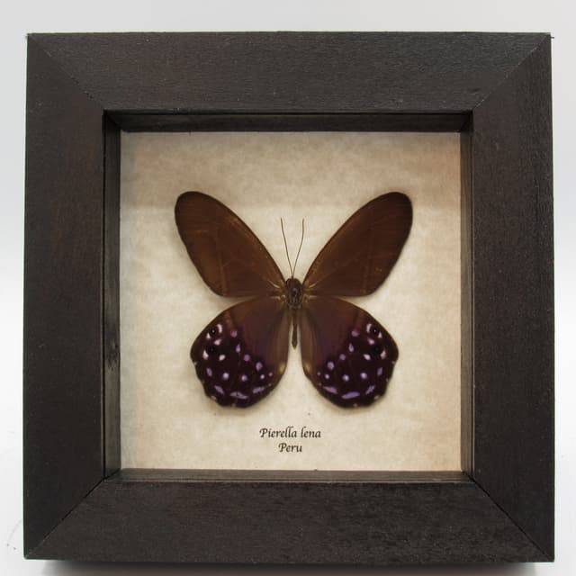Real purple butterfly framed taxidermy - Pierella lena