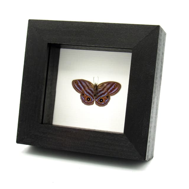 Rare purple Metalmark butterfly framed taxidermy - Chloreuptychia chlorimene - Victorian mount