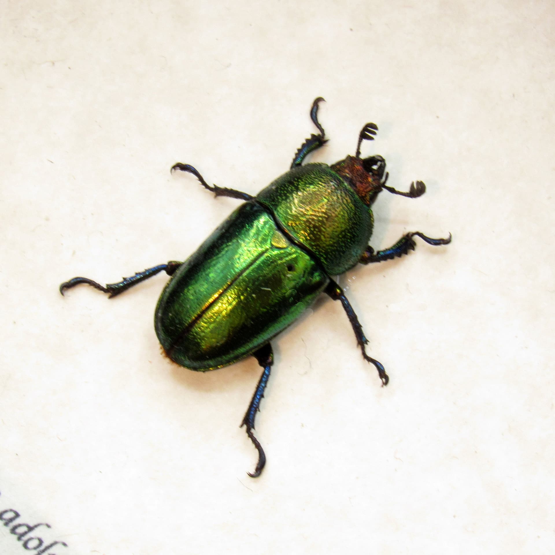 Real framed taxidermy beetle - Lamprima adolphinae - female