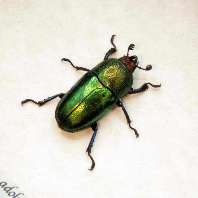 Real framed taxidermy beetle - Lamprima adolphinae - female