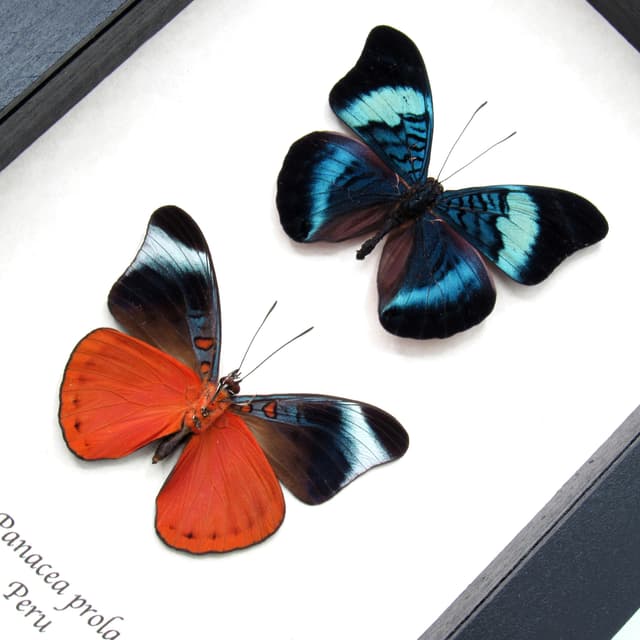 Real red framed butterfly specimens - Panacea prola - recto and verso mount