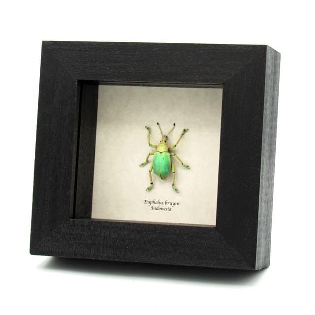 Rare weevil framed taxidermy - Eupholus bruyni
