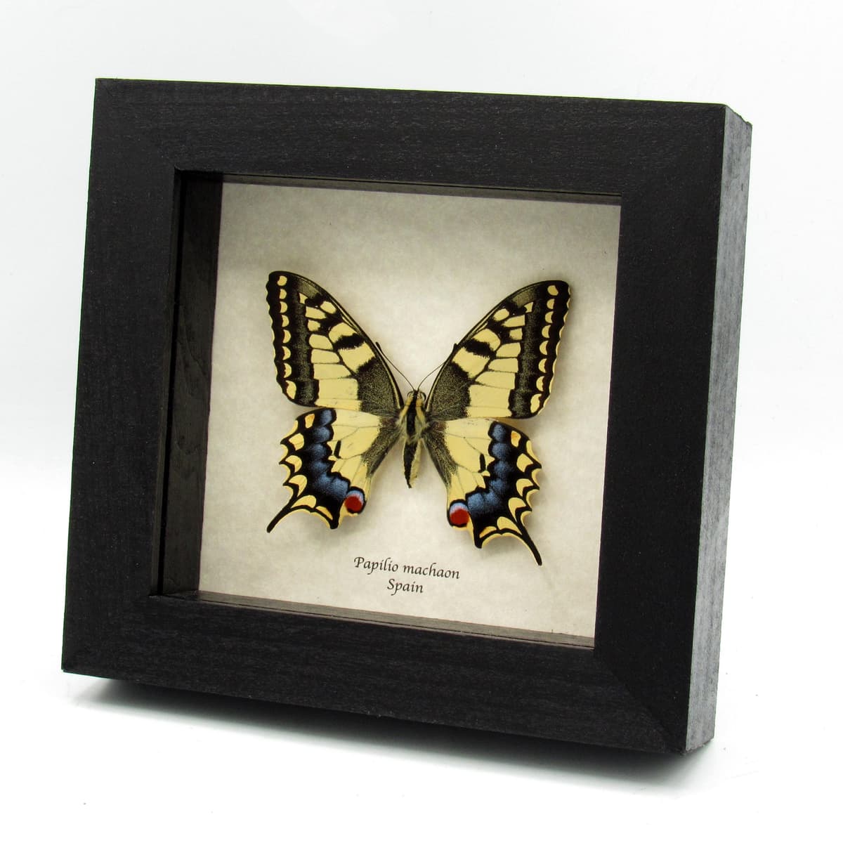 Real yellow Old World Swallowtail butterfly framed taxidermy - Papilio machaon - female