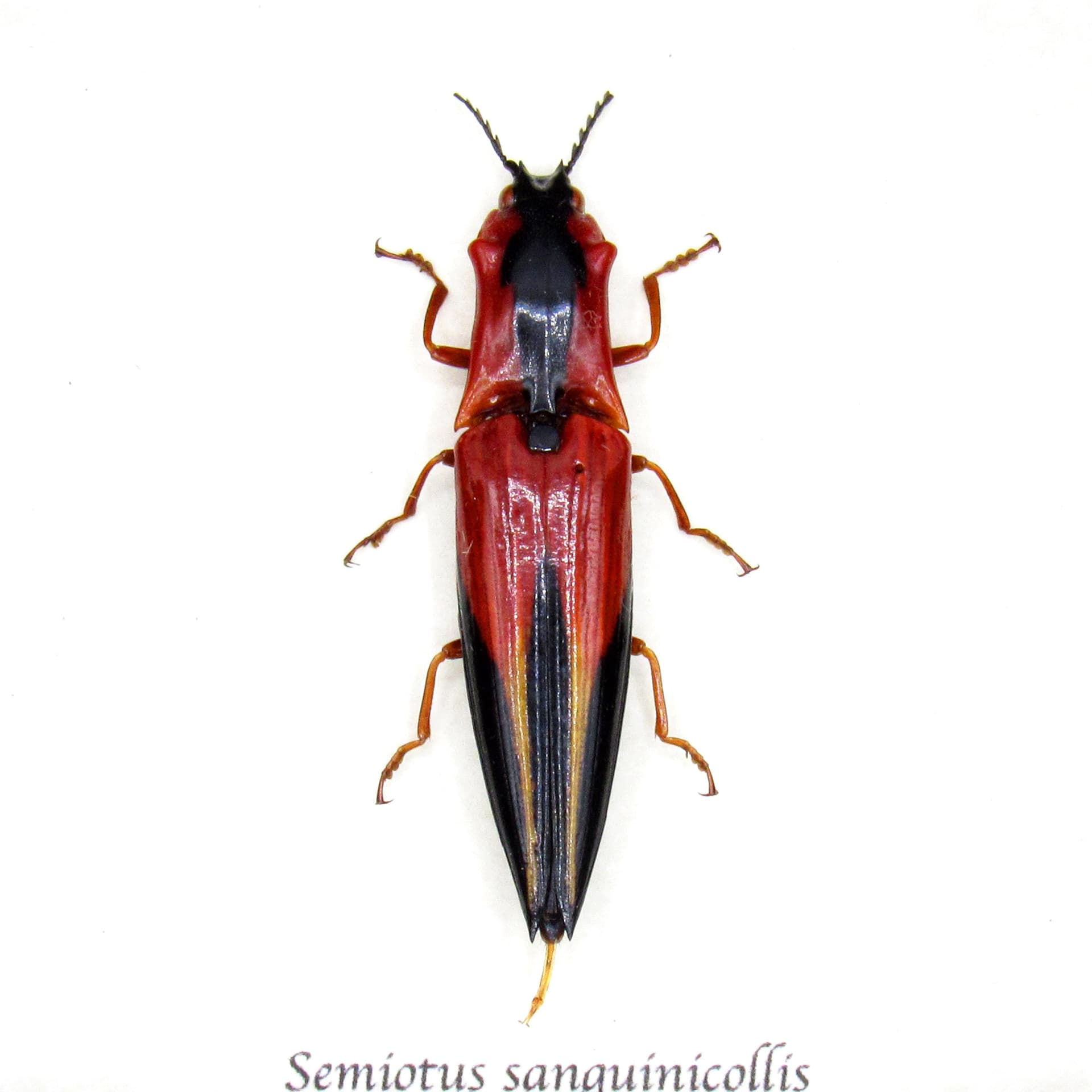 Rare Flame Red Click beetle framed taxidermy - Semiotus sanguinicollis